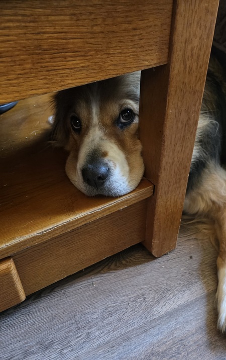 Entry image for Benny. Clicking this image will show a larger photo