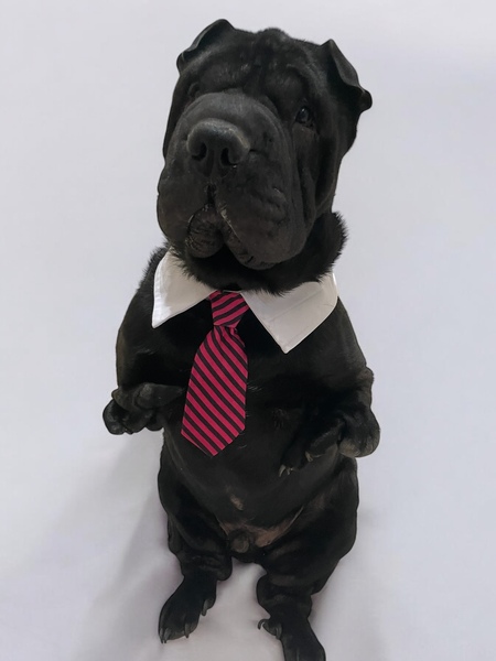 Entry image for Nuggy. Clicking this image will show a larger photo