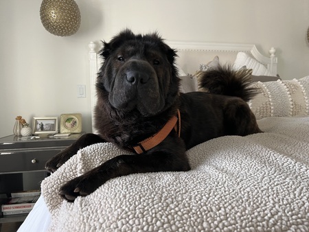 Entry image for Mufasa . Clicking this image will show a larger photo