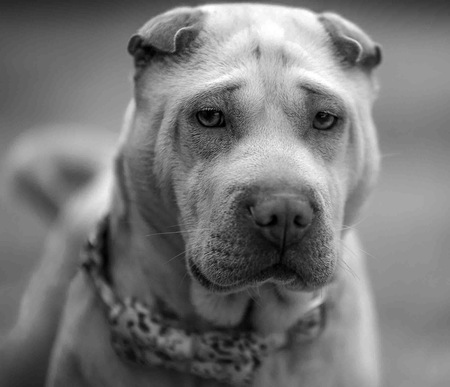 Entry image for Teddy. Clicking this image will show a larger photo