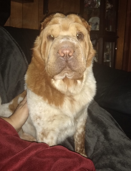 Entry image for Nyla Bear. Clicking this image will show a larger photo