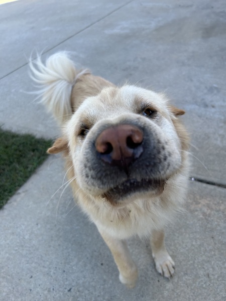 Entry image for Bobo (fka Nacho). Clicking this image will show a larger photo