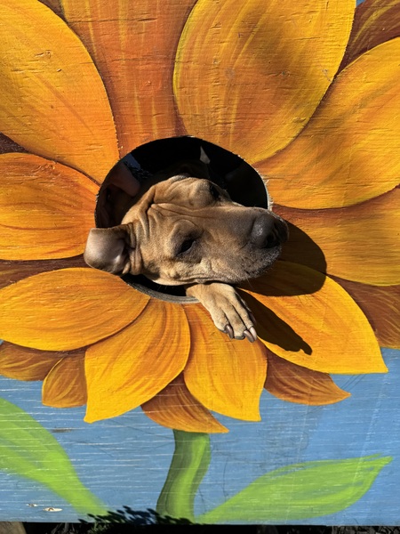 Entry image for Ruby. Clicking this image will show a larger photo