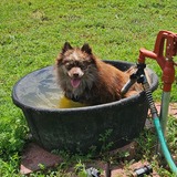 Entry image for Loki
