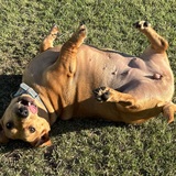 Entry image for Millie
