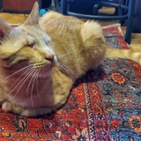 Entry image for Magoo