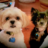 Entry image for Yoshi and Stew