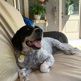 Entry image for Jade