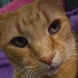 Entry image for Ichigo