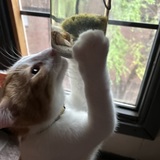 Entry image for Thelo