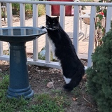 Entry image for Sharlet