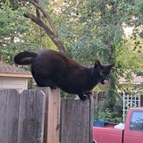 Entry image for Nikki