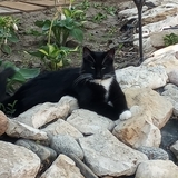 Entry image for Sharlet