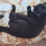 Entry image for Nikki