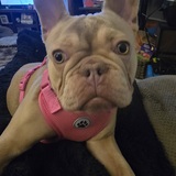 Entry image for Sasha