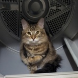 Entry image for Stassi