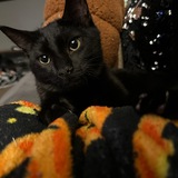 Entry image for Mojo