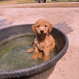 Entry image for Willow 