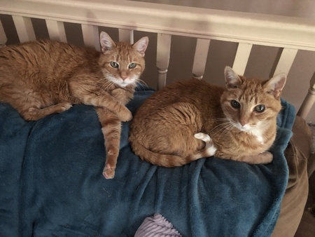 Tigger & Pumpkin