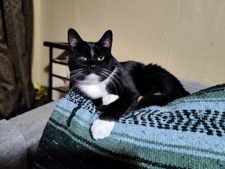 Odin
