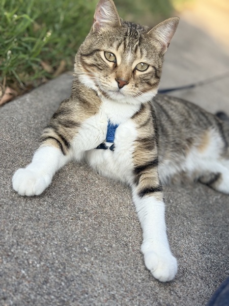 Beau