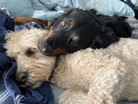 Koa & Gidget