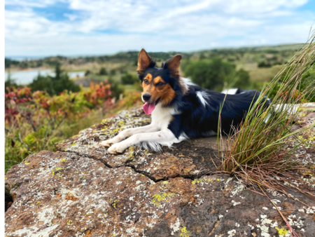 Entry image for Bullet. Clicking this image will show a larger photo