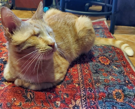 Entry image for Magoo. Clicking this image will show a larger photo