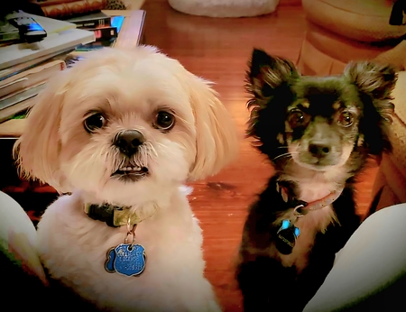 Entry image for Yoshi and Stew. Clicking this image will show a larger photo
