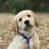 Entry image for Biscuit
