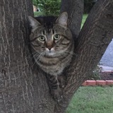 Entry image for Tiger