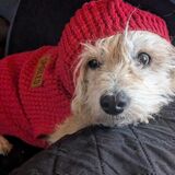 Entry image for Izzy