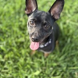 Entry image for Bruno