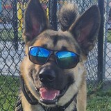 Entry image for Teddy Bear