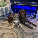 Entry image for Kona & Mickie