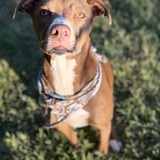 Entry image for Maximus