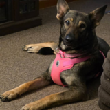 Entry image for Sadie