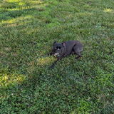 Entry image for Gizmo