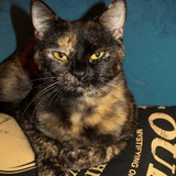 Entry image for Freya