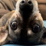 Entry image for Ollie