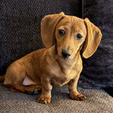 Entry image for Bailey