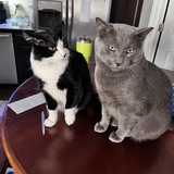 Entry image for Gus & Rockee