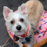 Entry image for Waylon 