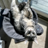 Entry image for Slim Shady 