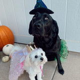 Entry image for Gizmo and Kimber 