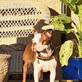 Entry image for Jean-Luc Picard 