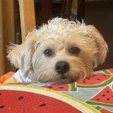 Entry image for Dotty 