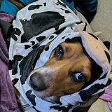 Entry image for Copper 