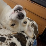 Entry image for Rotor