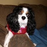 Entry image for Izzie